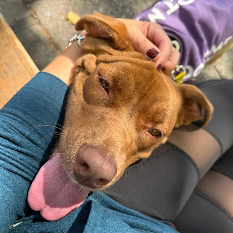 A young medium-sized female Mixed Breed dog named Rita for adoption in Sonoma, CA