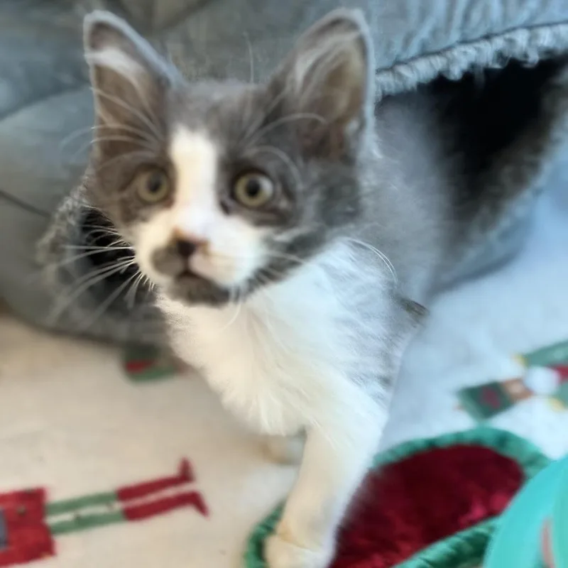 A baby small-sized male Gray / Blue / Silver Domestic Short Hair cat named Michael for adoption in South Elgin, IL