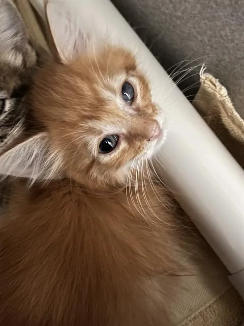 Arlo