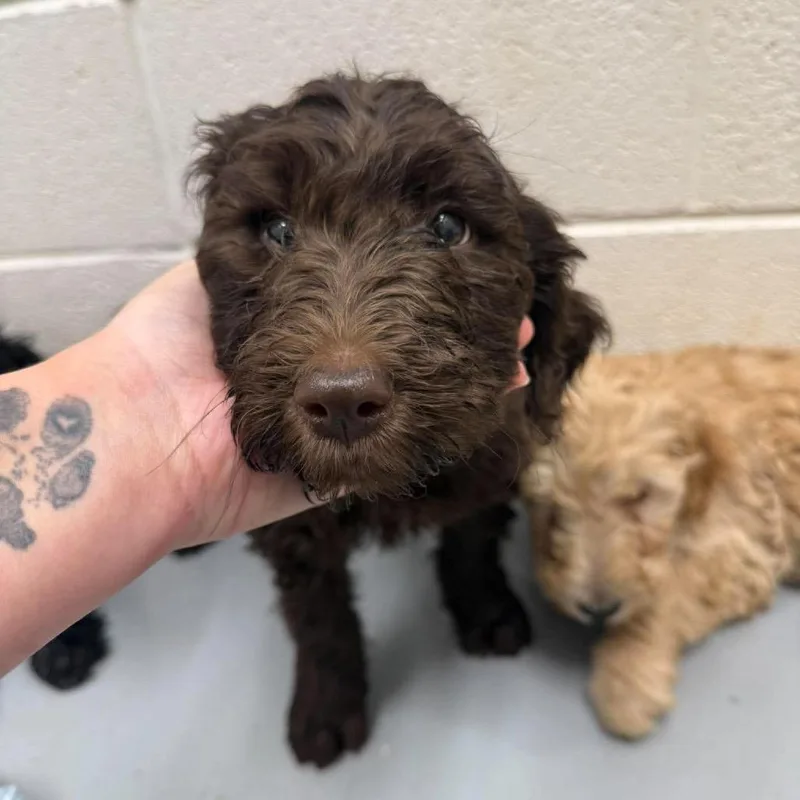 A baby small-sized female Brown / Chocolate Labrador Retriever dog named Josephine for adoption in Fredericksburg, VA