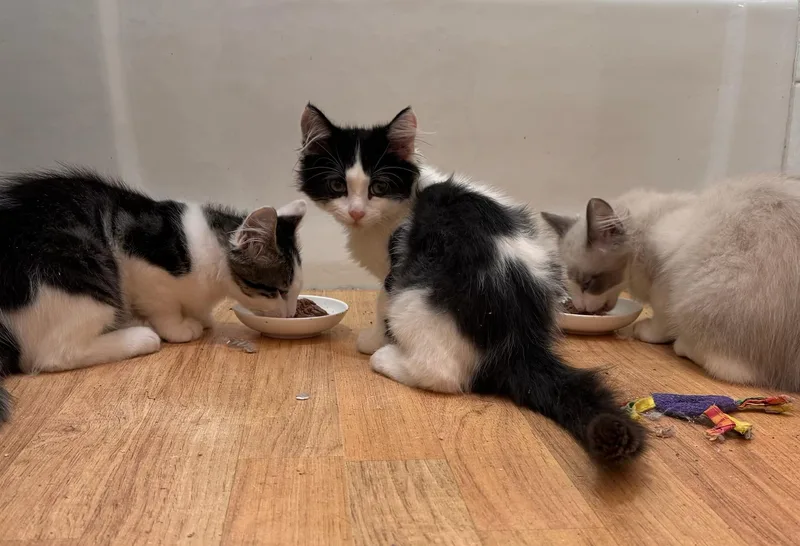 A baby large-sized female Black Maine Coon cat named Pippa for adoption in Mission Viejo, CA