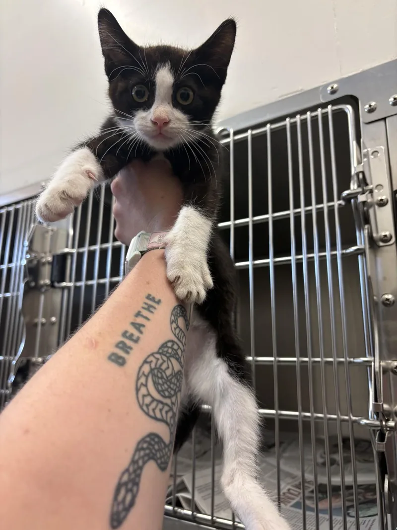 A baby large-sized male Black & White / Tuxedo Domestic Short Hair cat named Pez for adoption in Ashland, VA