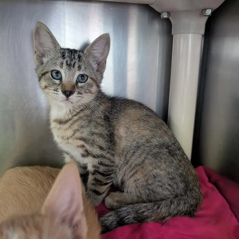 A baby small-sized female Gray / Blue / Silver Domestic Short Hair cat named Winnie for adoption in Emporia, KS