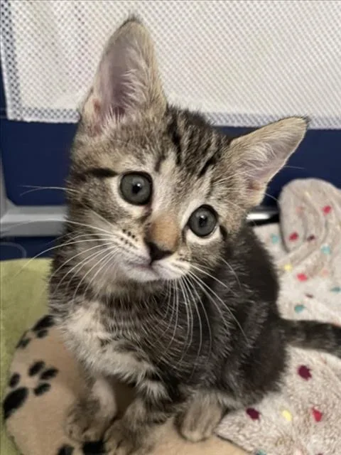 A baby small-sized female Domestic Short Hair cat named Duck for adoption in Chapel Hill, NC