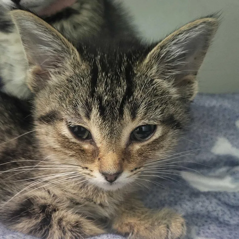 A baby small-sized female Brown / Chocolate Domestic Short Hair cat named Meenie for adoption in Chattanooga, TN