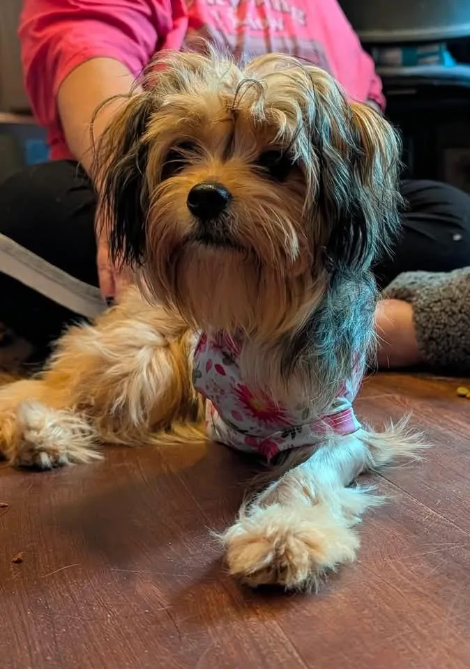 An adult small-sized female Yorkshire Terrier dog named Rosalita for adoption in Berlin, NJ