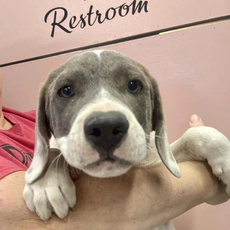 A baby large-sized male White / Cream Mixed Breed dog named Mango for adoption in Huntsville, AR