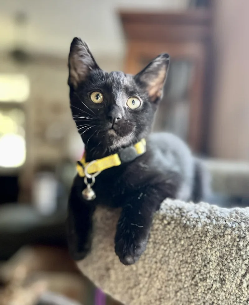 A baby medium-sized male Black American Shorthair cat named Wybie for adoption in Gulfport, MS