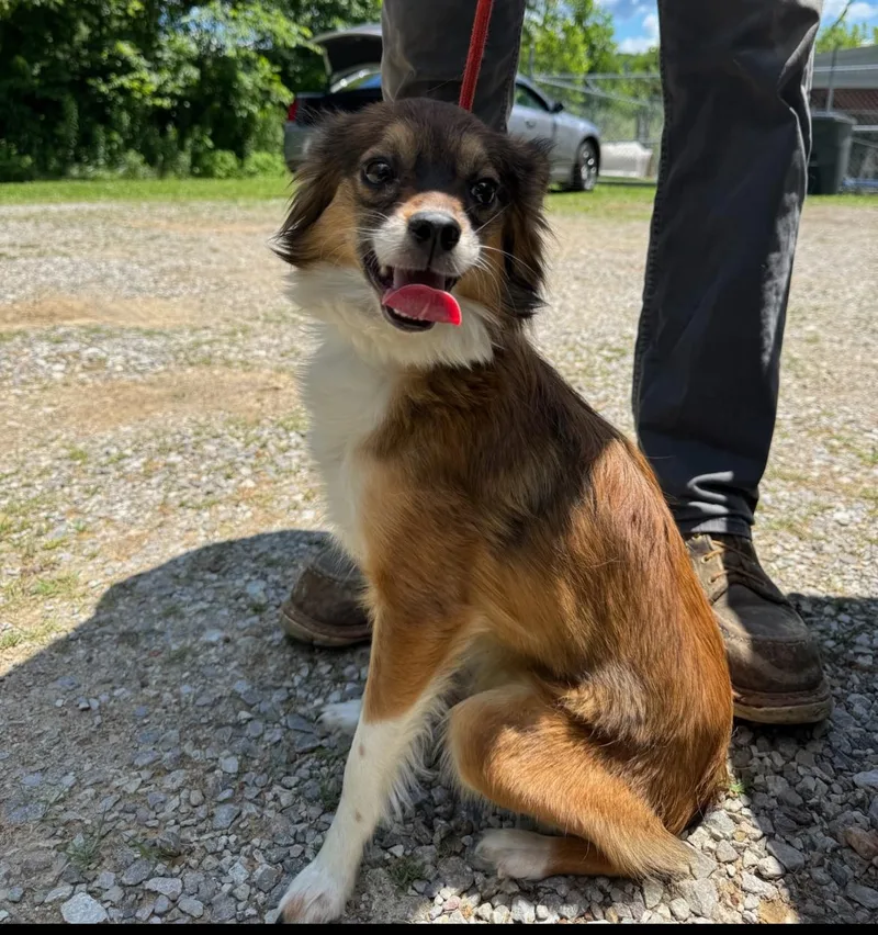 A young medium-sized female Brown / Chocolate Australian Shepherd dog named Pixie cs for adoption in Columbia, MD
