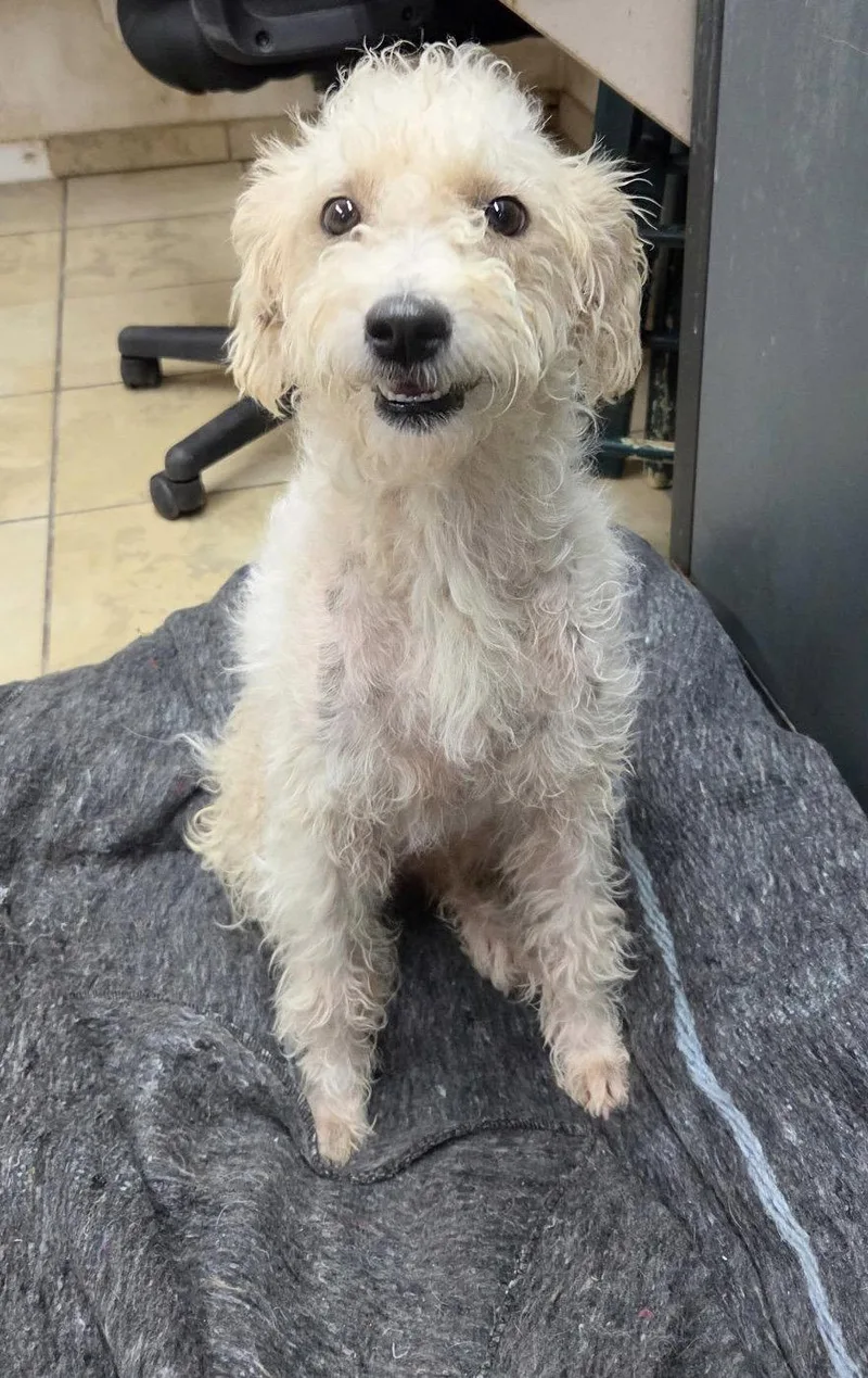 A young medium-sized female Poodle dog named Loretta for adoption in El Centro, CA