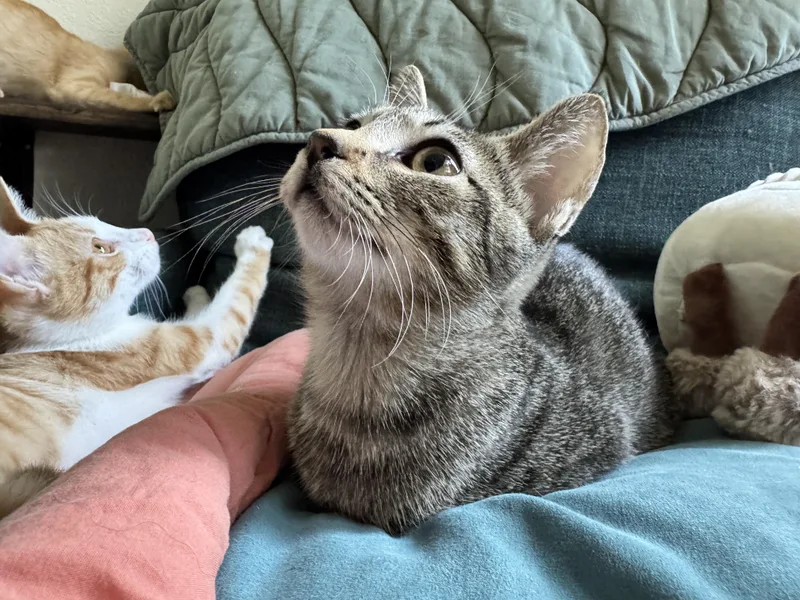A baby small-sized female Tabby (Gray / Blue / Silver) Domestic Short Hair cat named Wanda for adoption in Liverpool, TX
