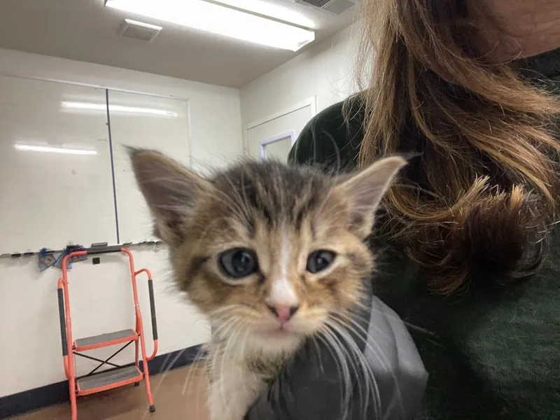 A baby medium-sized female Domestic Short Hair cat named Lily for adoption in Chico, CA