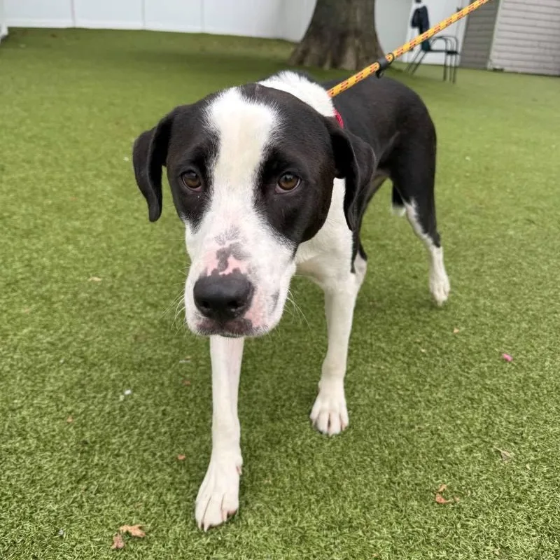 A young medium-sized male Mixed Breed dog named Gus for adoption in New Bedford, MA