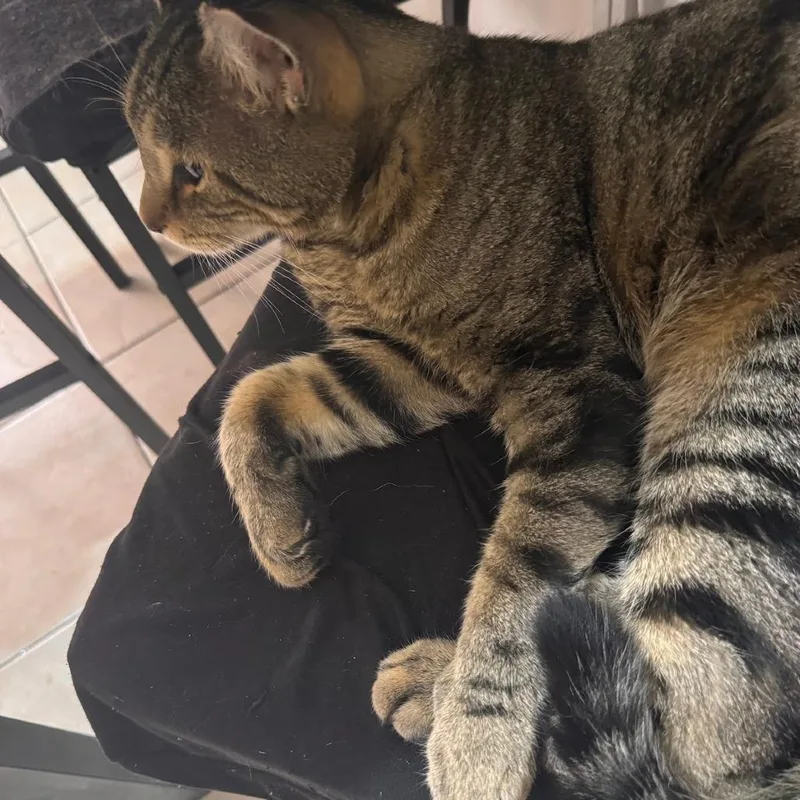 An adult small-sized male Gray / Blue / Silver Domestic Short Hair cat named Rockee for adoption in Brooklyn, NY