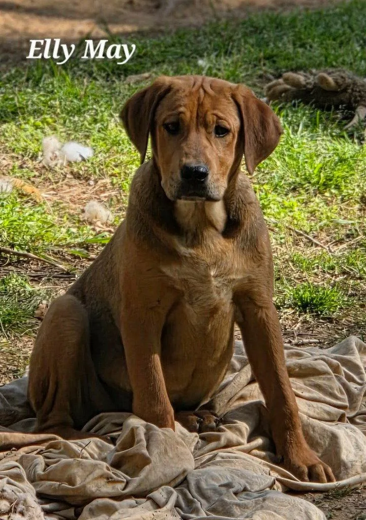 Elly May thumbnail 2