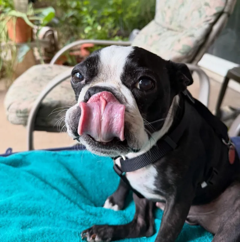 Bandit in KS thumbnail 2