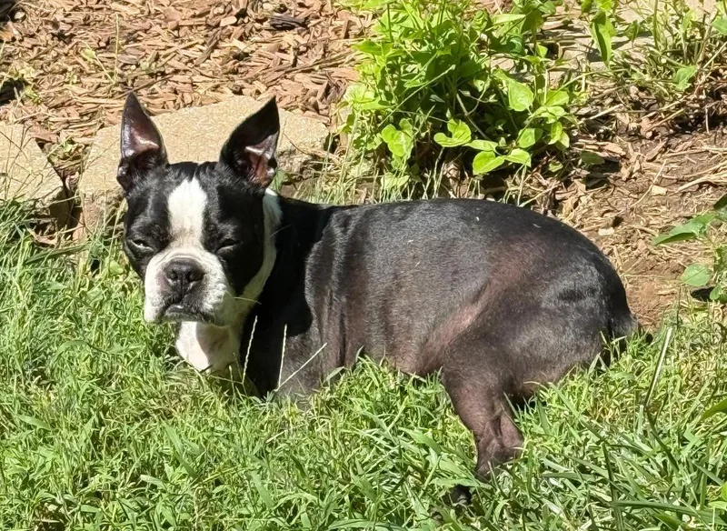 Bandit in KS thumbnail 4
