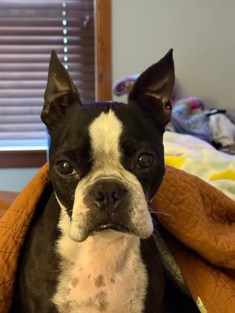 Bandit in KS thumbnail 5