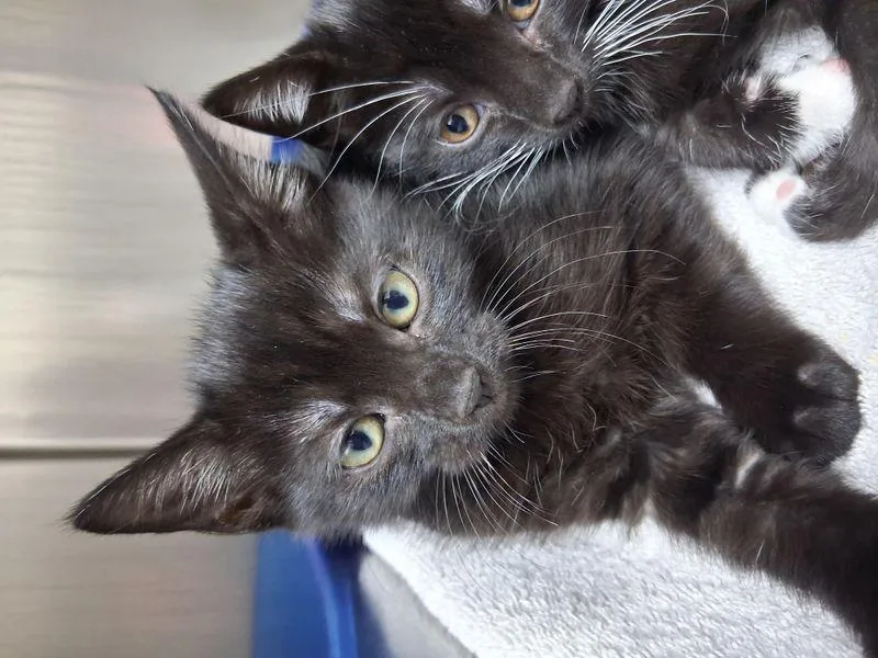 A young medium-sized female Black Domestic Short Hair cat named Cobra for adoption in Lake Havasu City, AZ