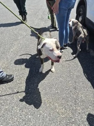 An adult large-sized male Mixed Breed dog named Brooklyn for adoption in Clarks Summit, PA