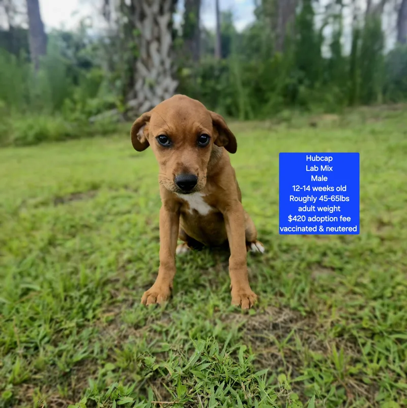 A baby large-sized male Labrador Retriever dog named Hubcap for adoption in Oviedo, FL