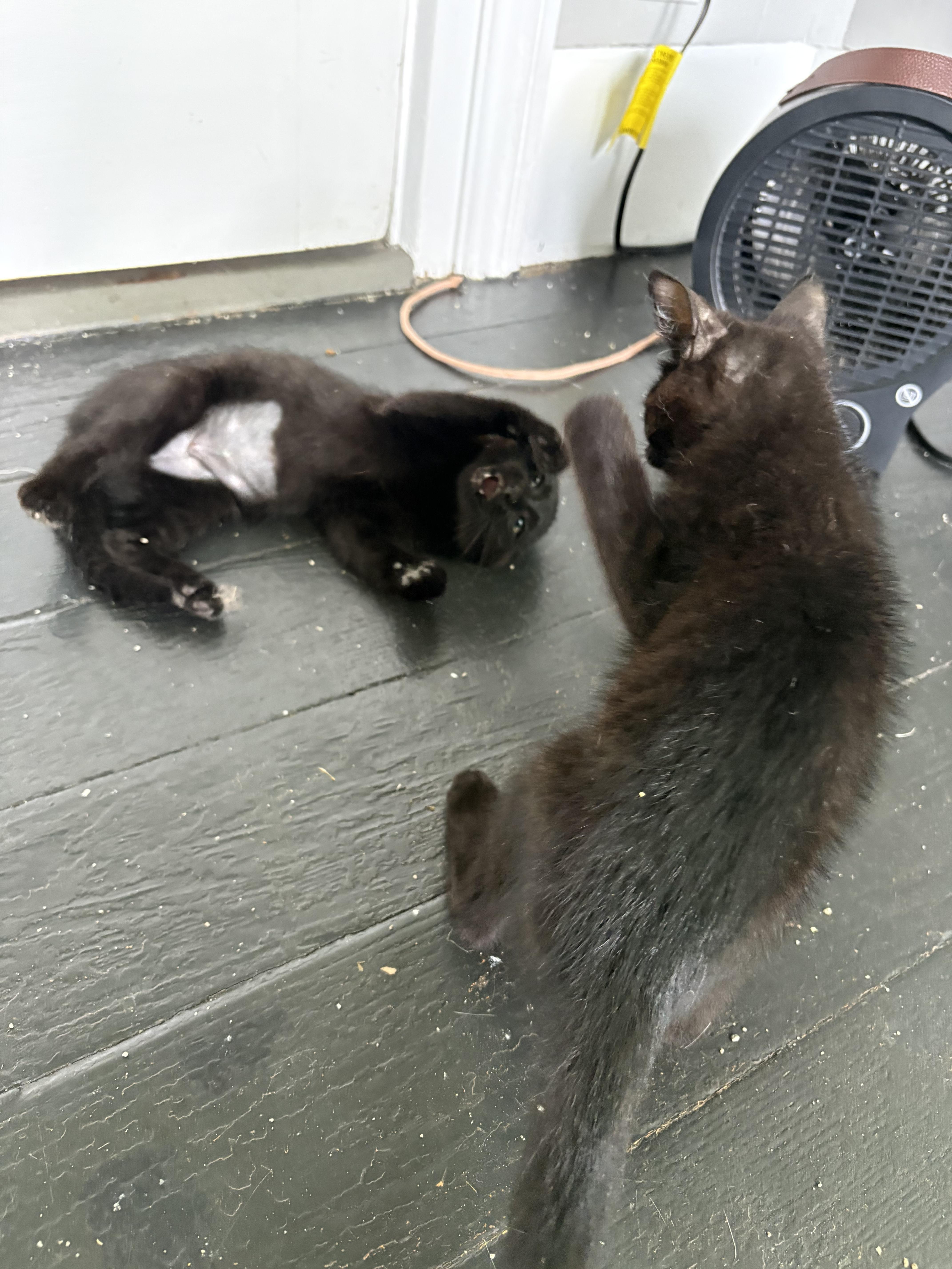 A baby small-sized female Black Domestic Short Hair cat named Opal for adoption in Hudsonville, MI