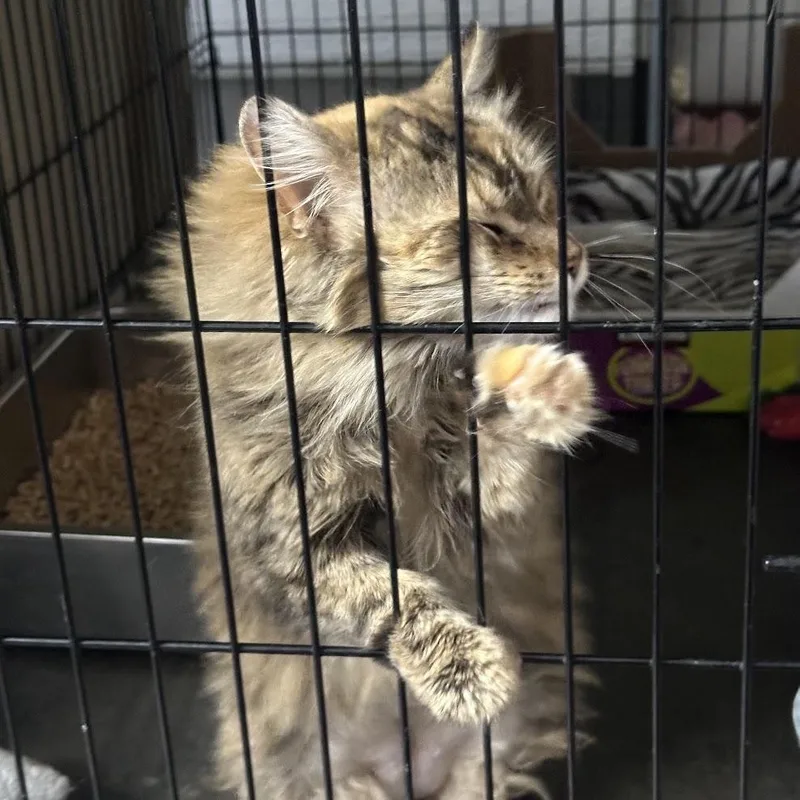 A young medium-sized female Torbie Domestic Long Hair cat named Pomfrite for adoption in Grand Rapids, MI