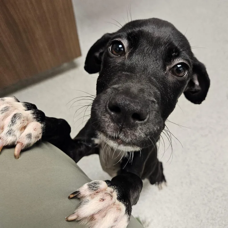 A baby medium-sized male Black Mixed Breed dog named Zorro Coming Soon! for adoption in Naperville, IL