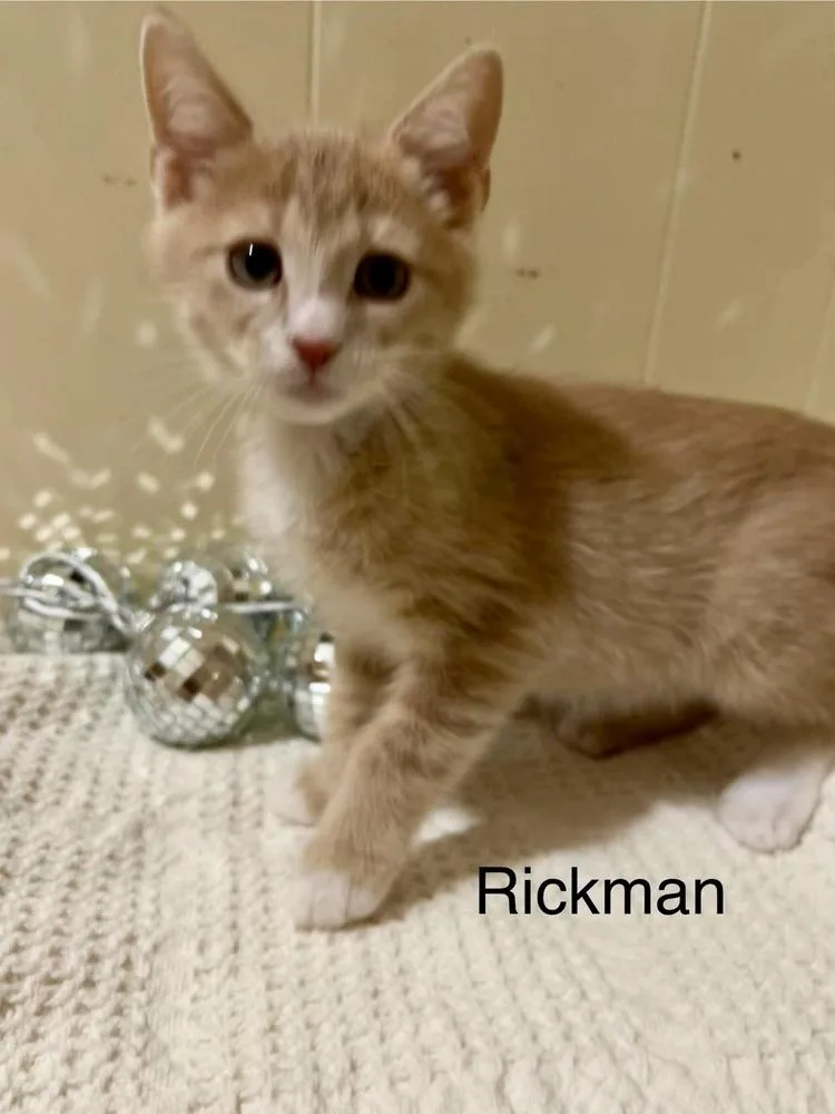 Rickman thumbnail 2