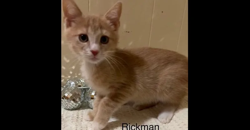 Rickman thumbnail 3