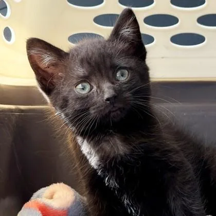 A baby small-sized male Domestic Short Hair cat named Pretty Boy for adoption in Wheaton, IL