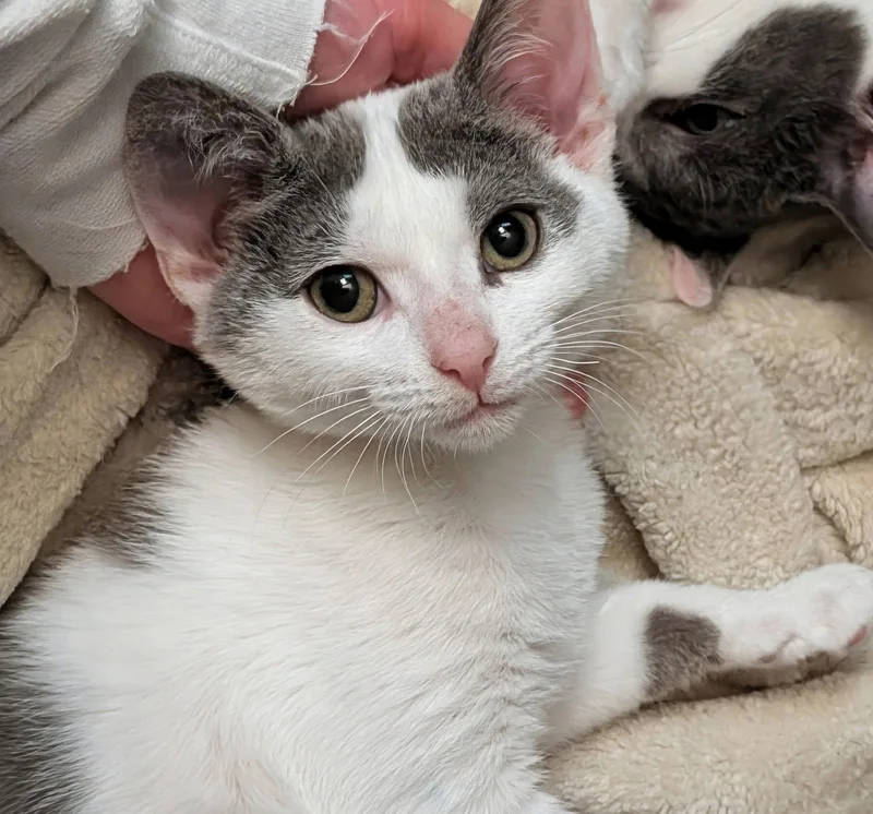 A baby medium-sized female Gray & White Domestic Short Hair cat named Amber for adoption in Trenton, NJ