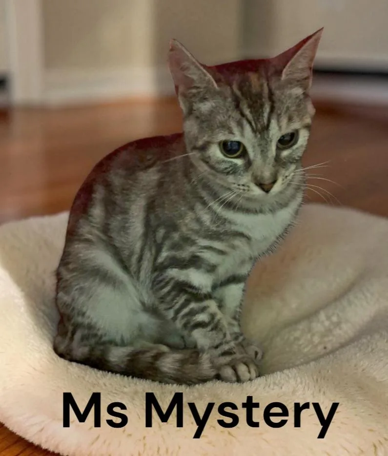 An adult medium-sized female Tabby cat named Ms Mystery for adoption in Weems, VA