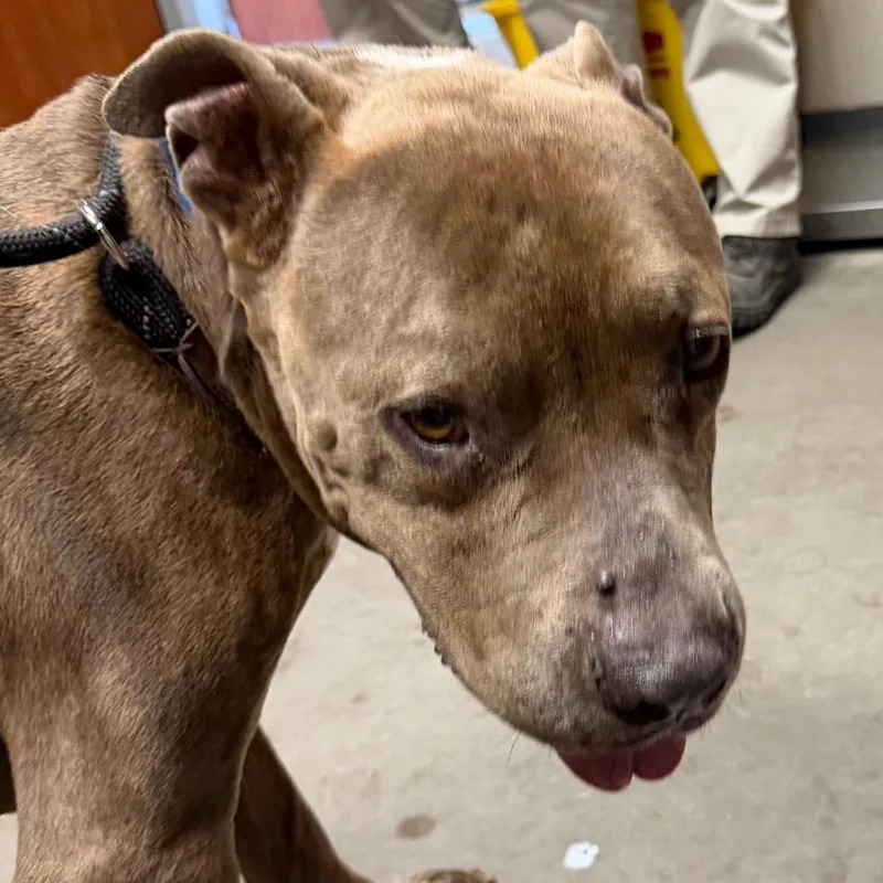 A senior large-sized male Brindle Cane Corso dog named Ronald for adoption in Yuma, AZ