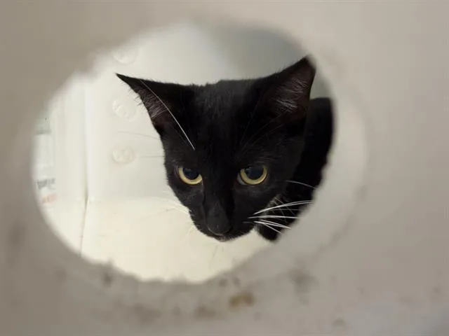 A baby medium-sized male Domestic Short Hair cat named Nolan for adoption in Grand Prairie, TX