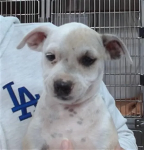 A baby medium-sized female Pit Bull Terrier dog named Chimera for adoption in Salinas, CA