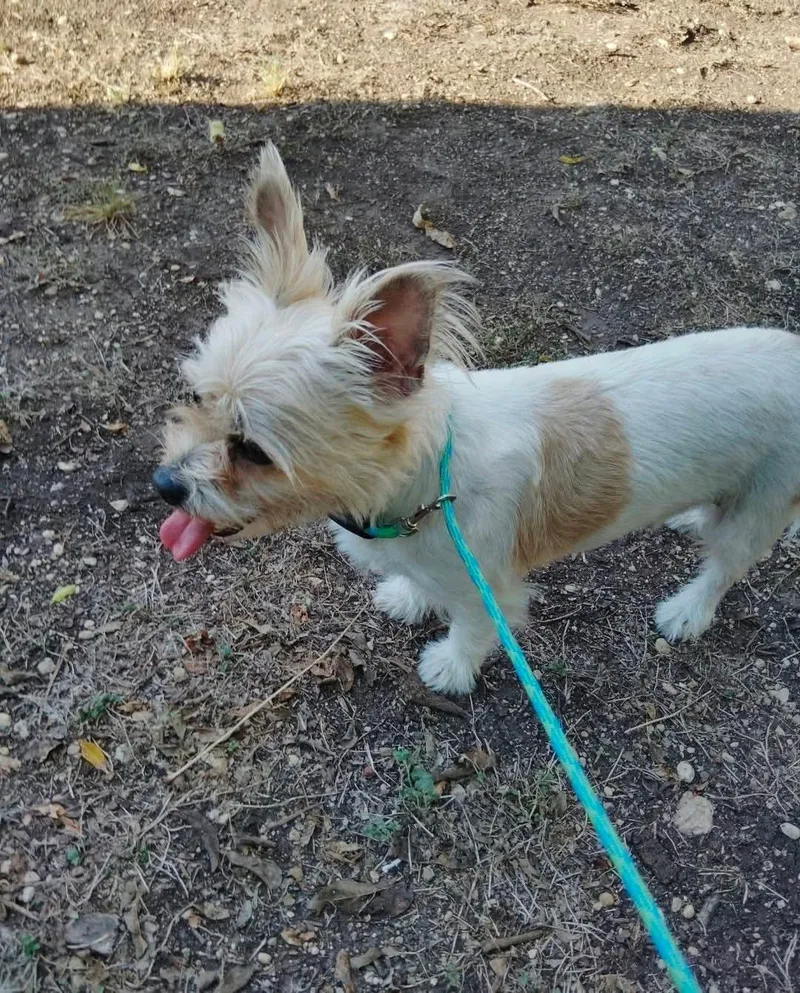 A young small-sized male Maltese dog named Rex for adoption in Paramus, NJ