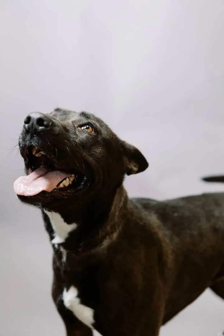 An adult large-sized female Black Shepherd dog named Bella for adoption in El Paso, TX