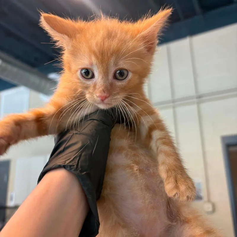 A baby small-sized male Orange / Red Domestic Short Hair cat named Marcel for adoption in Huntington, WV