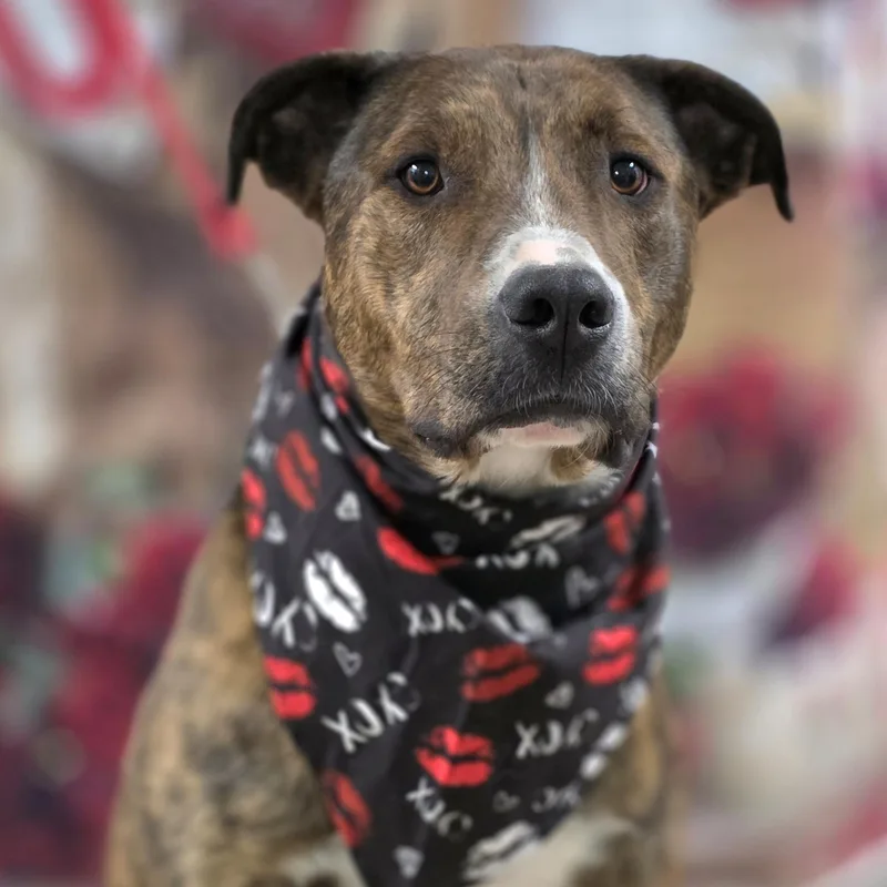A young medium-sized male Plott Hound dog named Yukon for adoption in Walthill, NE