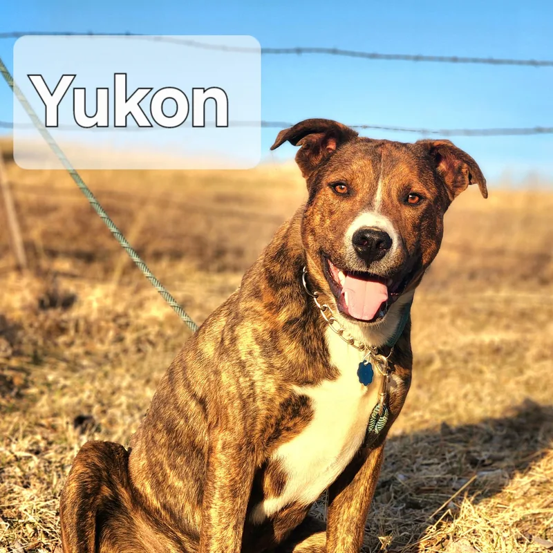 Yukon thumbnail 2