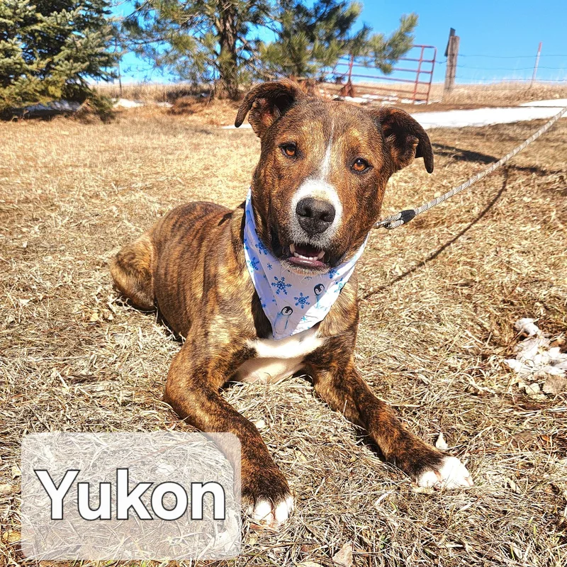 Yukon thumbnail 3