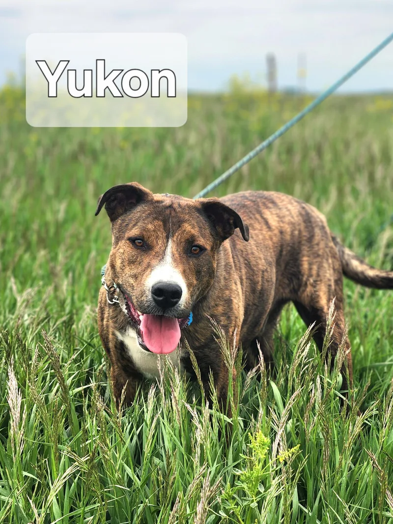 Yukon thumbnail 4
