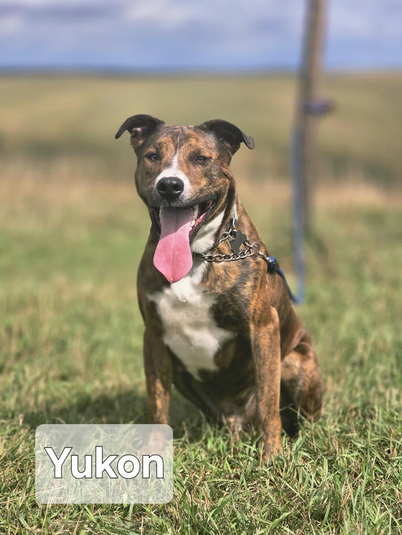 Yukon thumbnail 5