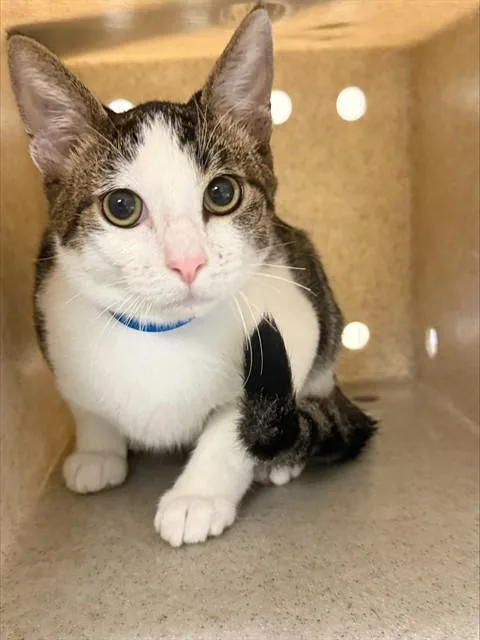 A young medium-sized male Domestic Short Hair cat named Odin for adoption in Riverside, CA