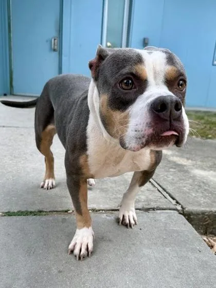 An adult medium-sized female Pit Bull Terrier dog named Sugar for adoption in New Orleans, LA