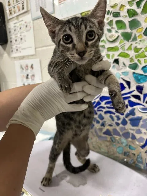 A baby medium-sized male Domestic Short Hair cat named Oswald for adoption in Pensacola, FL