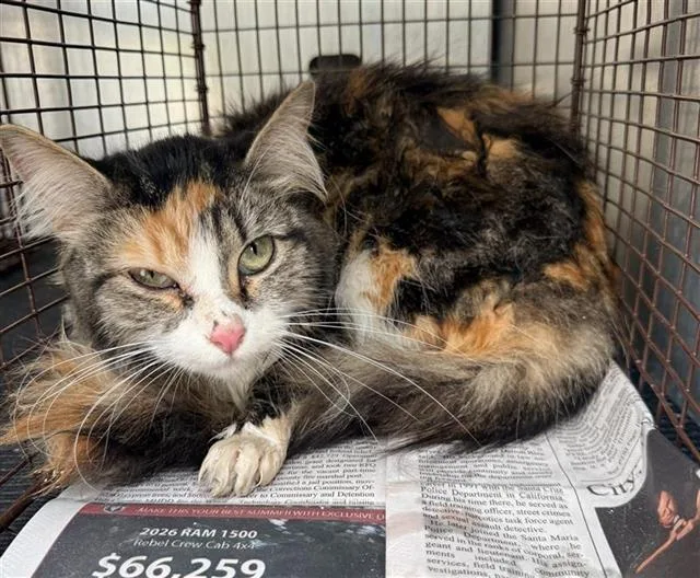 A young medium-sized female Domestic Medium Hair cat named Flower for adoption in San Antonio, TX