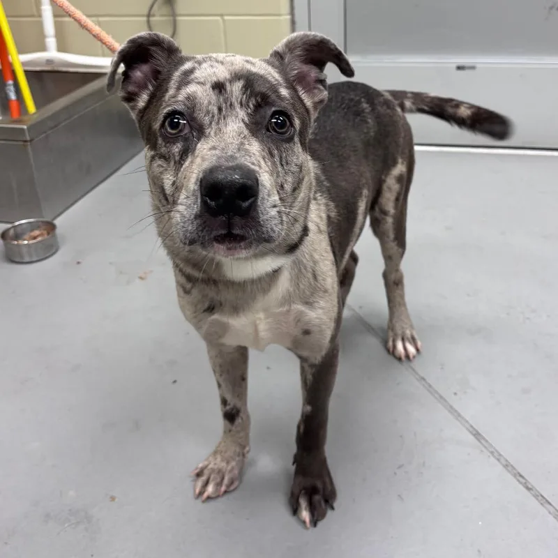 A young medium-sized male Gray / Blue / Silver Mixed Breed dog named StrayndAvenue for adoption in Columbus, GA