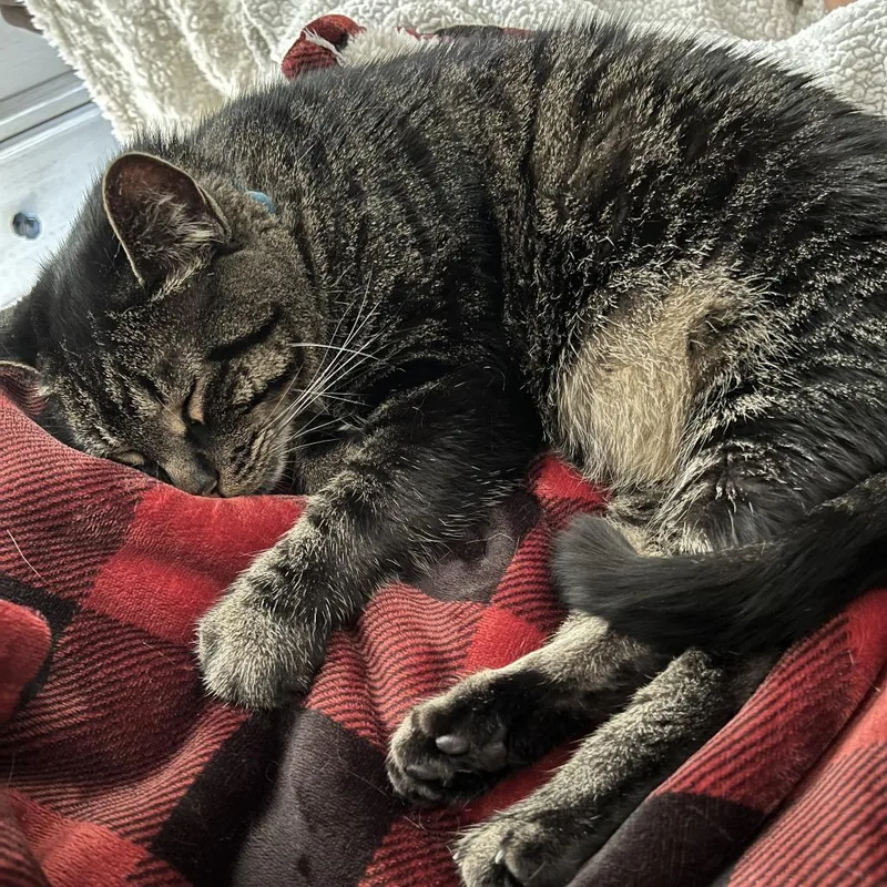 An adult large-sized male Brown / Chocolate Domestic Short Hair cat named Wolfie for adoption in Washington Township, OH